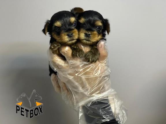 فروش توله های یورک شایر سایز ریز