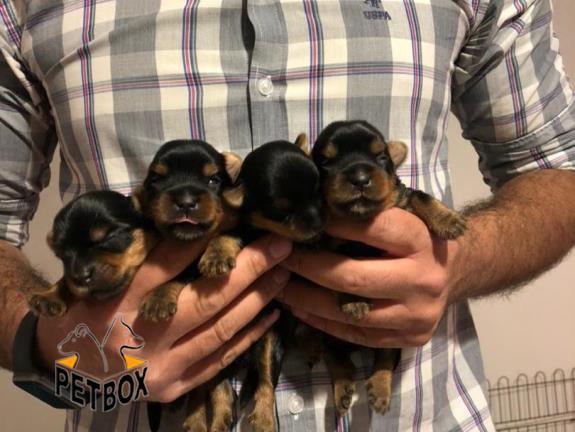 فروش توله های اپارتمانی یورک شایر