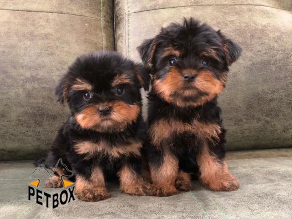 فروش توله های اپارتمانی یورک شایر