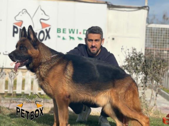 فروش ژرمن شپرد  مو کوتاه