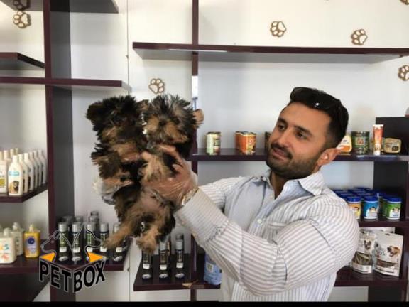 فروش توله های اپارتمانی یورک شایر