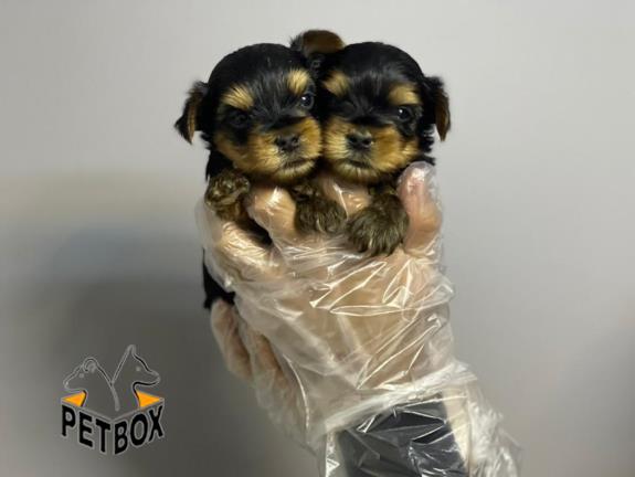 فروش توله های اپارتمانی یورک شایر