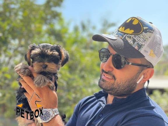 فروش توله های اپارتمانی یورک شایر 