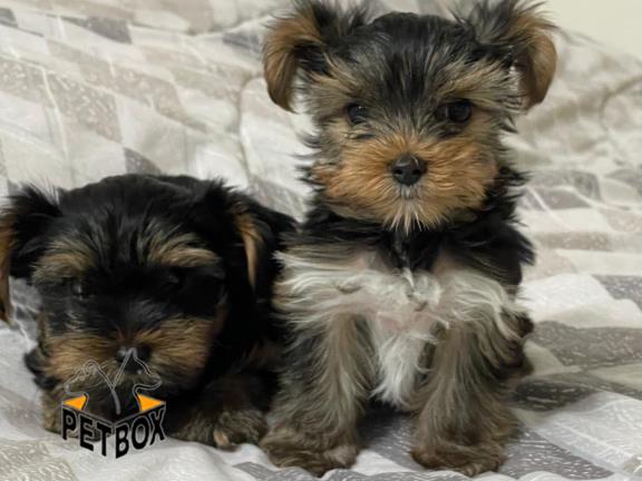 فروش توله های یورک شایر تی کاپ