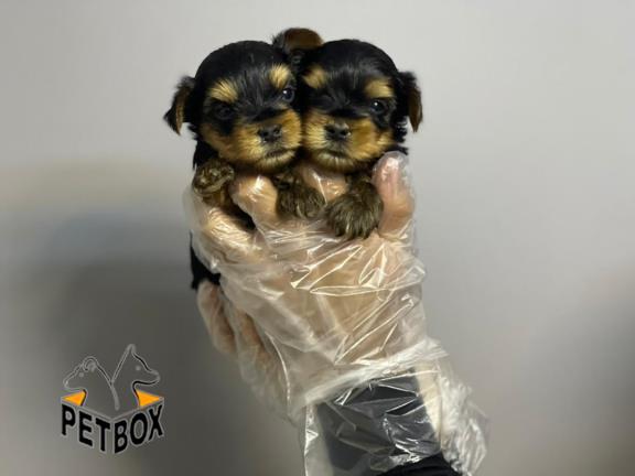 فروش توله های اپارتمانی یورک شایر