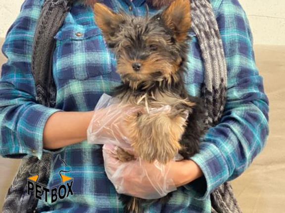 فروش توله های اپارتمانی یورک شایر