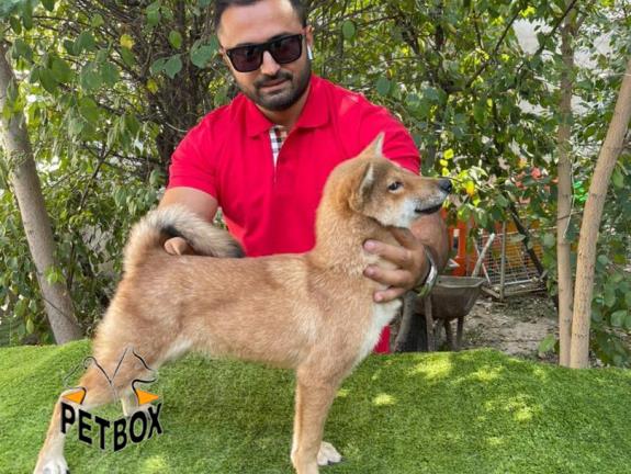 فروش توله های شیبا اینو