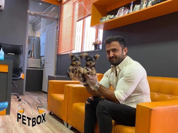 فروش توله های یورکشایر