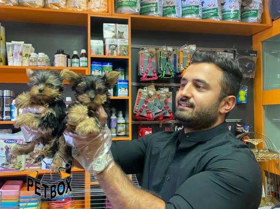 فروش توله های اپارتمانی یورک شایر 