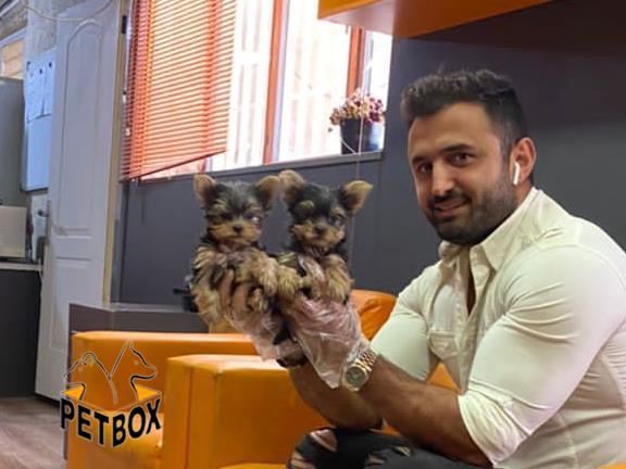 فروش توله های اپارتمانی یورک شایر