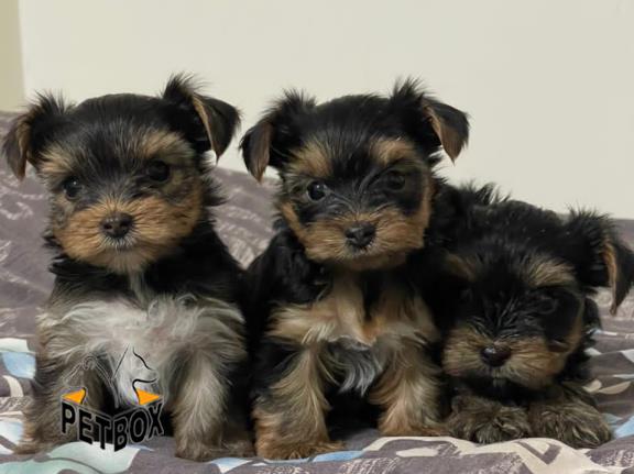 فروش توله های یورکشایر