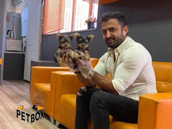 فروش توله ی یورکشایر سایز تی کاپ