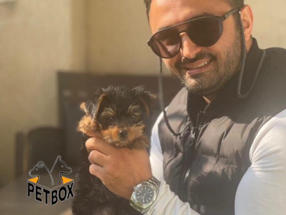 فروش توله های یورکشایر