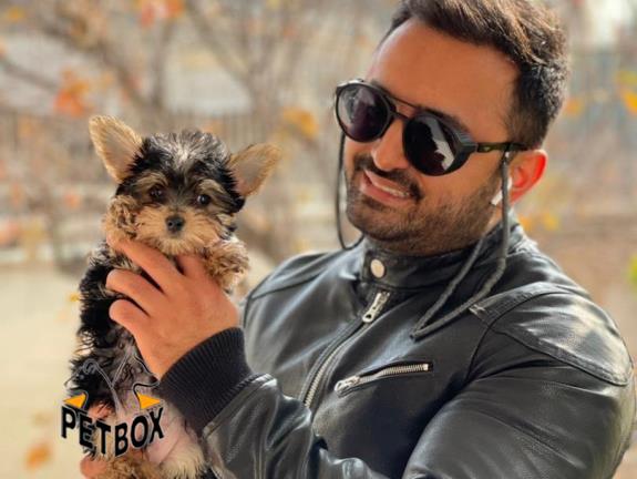 فروش توله های یورکشایر