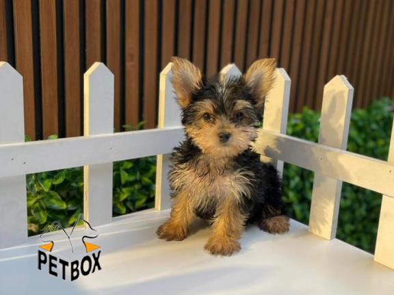 فروش توله های یورکشایر