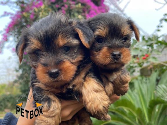 فروش توله های یورکشایر 