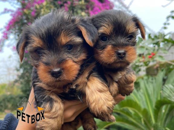 فروش توله ی یورکشایر