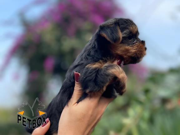 فروش توله های یورکشایر سایز تی کاپ