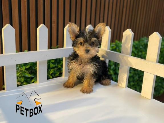 فروش توله های یورکشایر