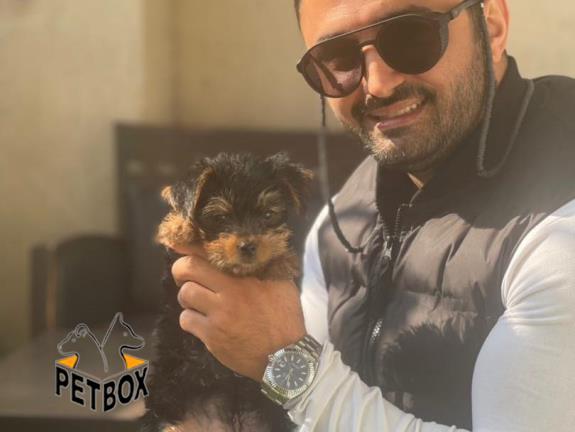 فروش توله های یورکشایر وارداتی