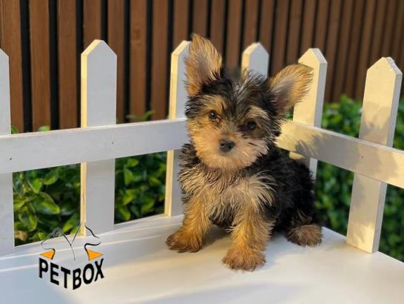 فروش توله های یورکشایر مو ابریشمی