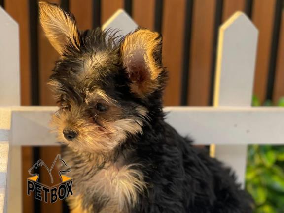 فروش توله های یورکشایر  مو ابریشمی