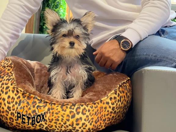 فروش توله های یورکشایر 