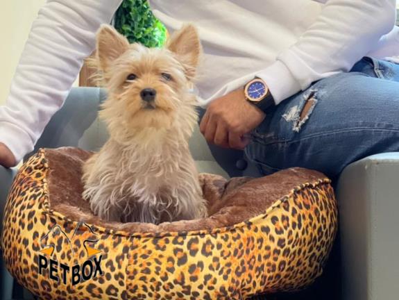 فروش توله های یورکشایر  مو ابریشمی