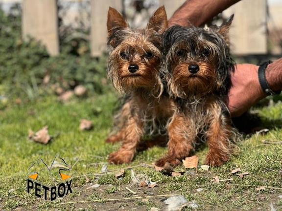 فروش توله های یورکشایر  مو ابریشمی