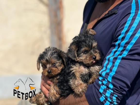 فروش توله های یورکشایر 