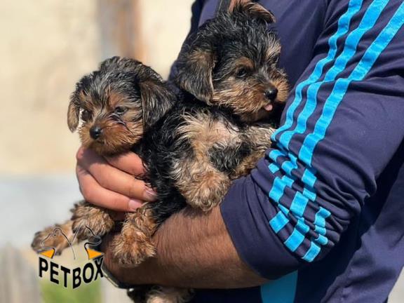 فروش توله ی یورکشایر کد 2