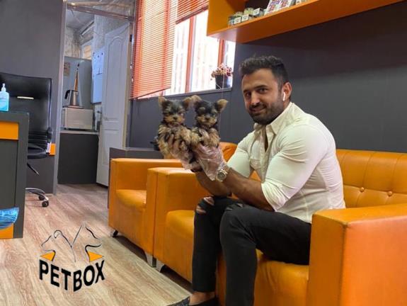 فروش توله ی یورکشایر سایز تی کاپ کد 5