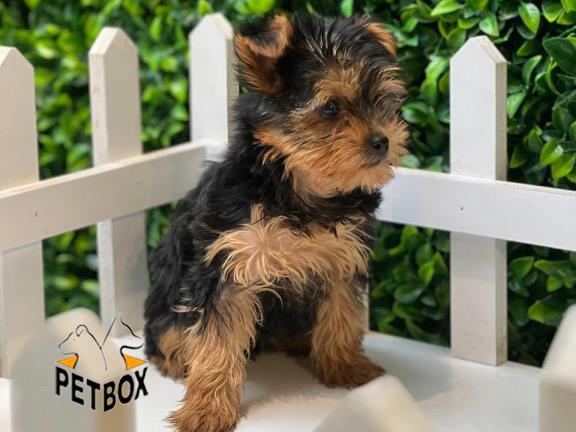 فروش توله ی یورکشایر کد 6