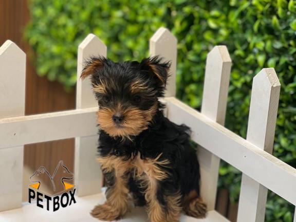 فروش توله ی یورکشایر کد 7