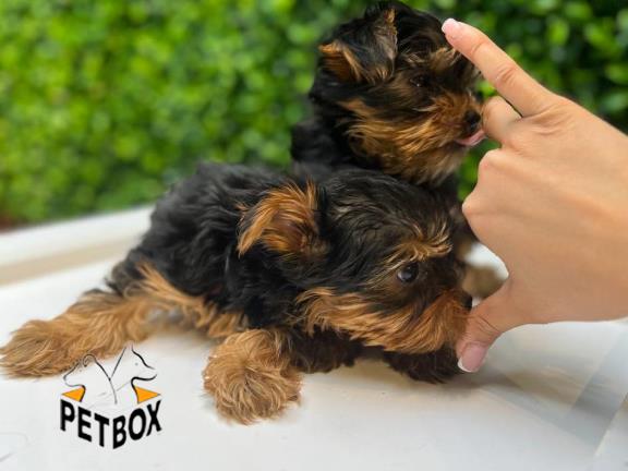 فروش توله ی یورکشایر کد 5