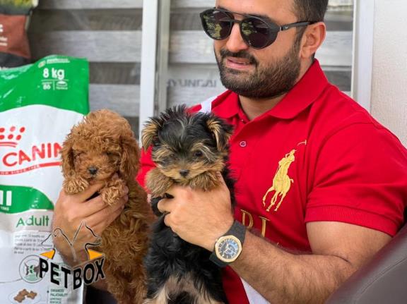 فروش توله ی یورکشایر سایز تیکاپ