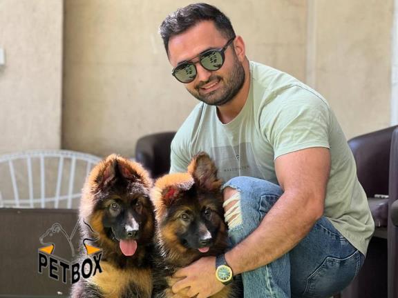 فروش توله های مو بلند ژرمن شپرد کد 3
