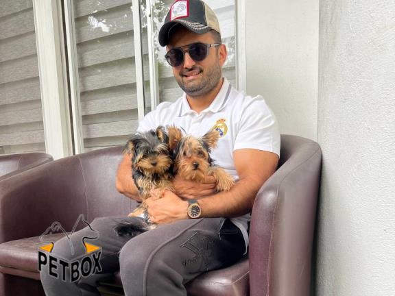 فروش توله های یورکشایر کد 8