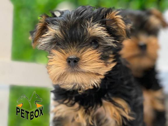 فروش توله های یورکشایر کد 9