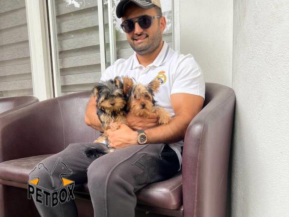 فروش توله ی یورکشایر کد 7