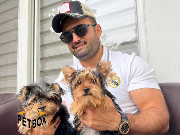 فروش توله های یورکشایر مو ابریشمی 