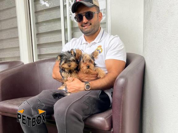 فروش توله های یورکشایر مو ابریشمی