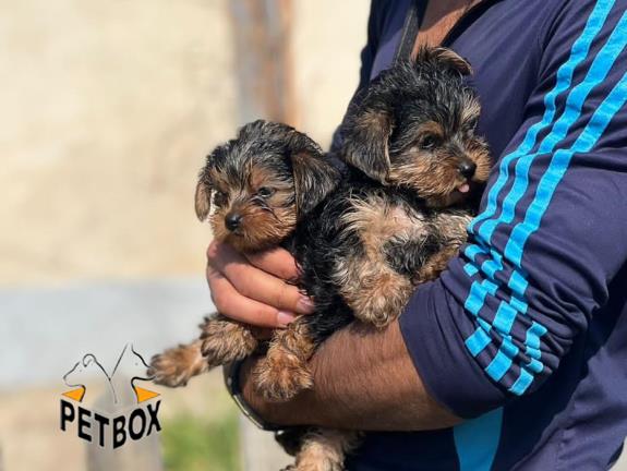 فروش توله های یورکشایر مو ابریشمی  