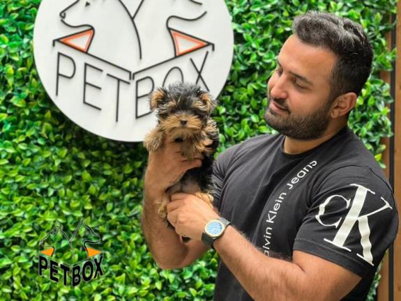 فروش توله های یورکشایر  تیکاپ سایز