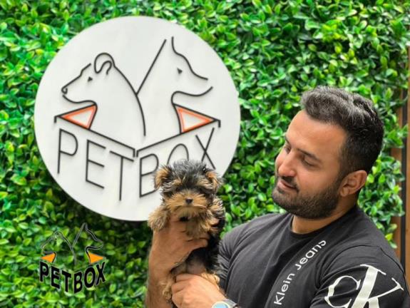 تخفیف ویژه ی توله های یورکشایر