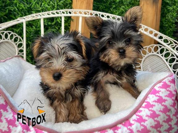 فروش توله ی یورکشایر