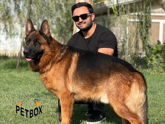 فروش توله های ژرمنشپرد مو کوتاه