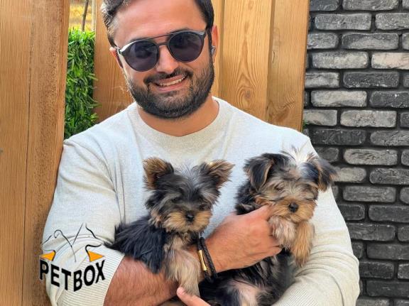 فروش توله های یورکشایر 