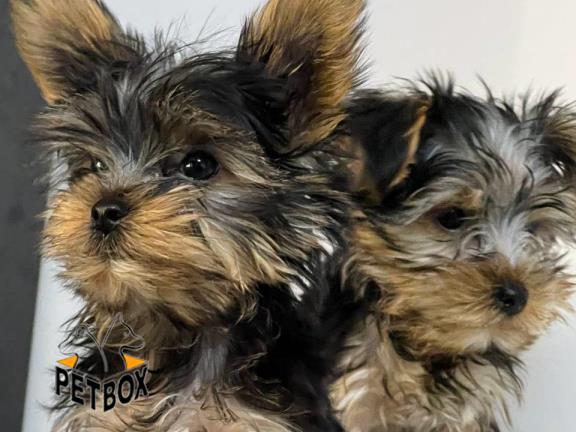 فروش توله های یورکشایر 