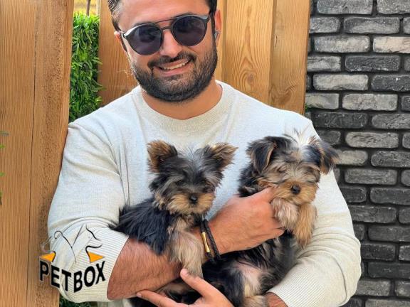 فروش توله های یورکشایر 